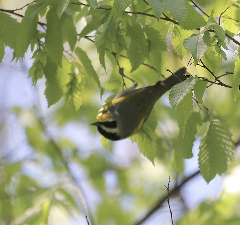 gullvingeparula - ML332489611