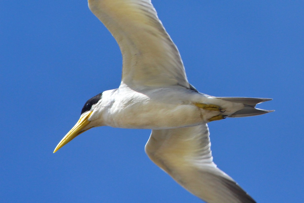 Large-billed Tern - ML33249031