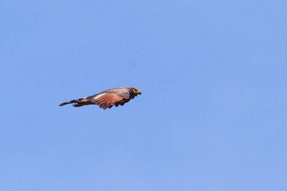 Roadside Hawk - ML33249051