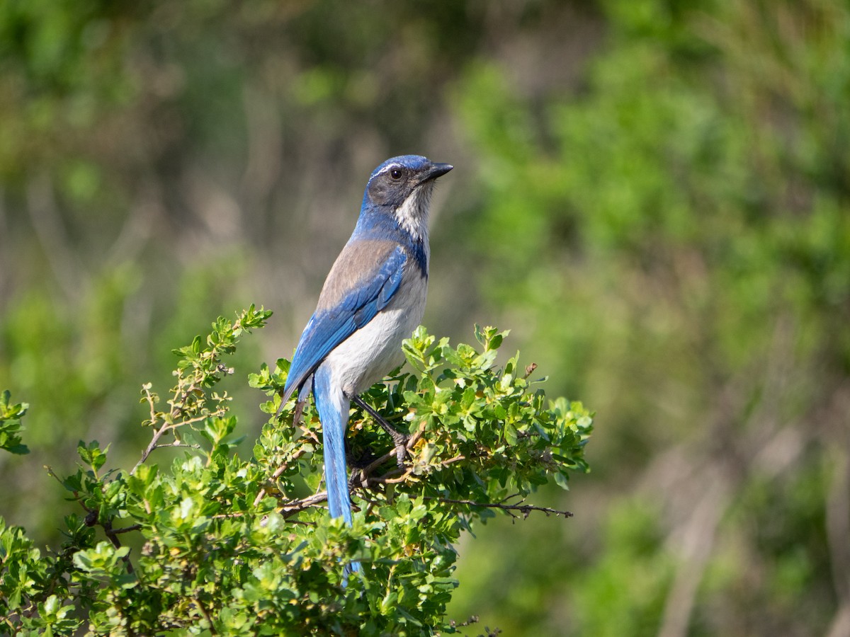 California Scrub-Jay - ML332490511