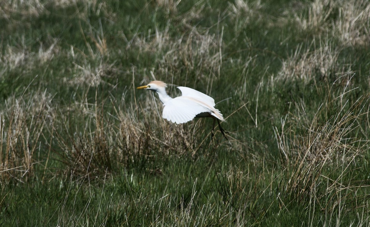 Western Cattle Egret - Paul Gould