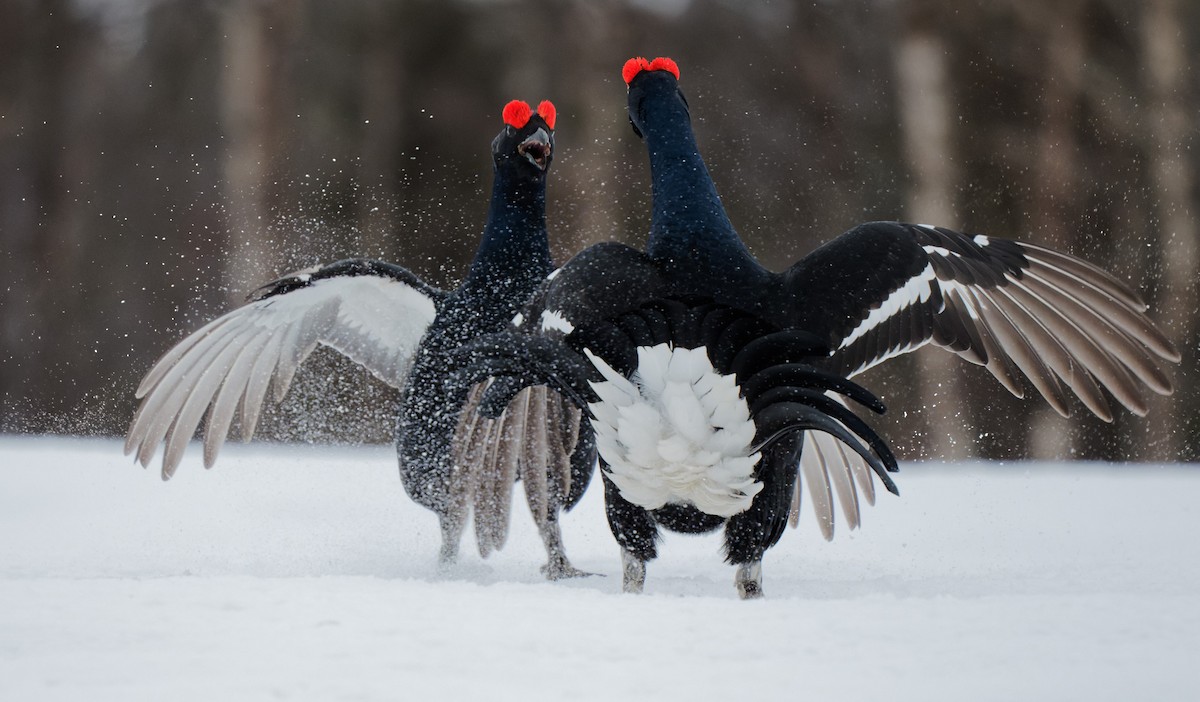 Black Grouse - ML332493041