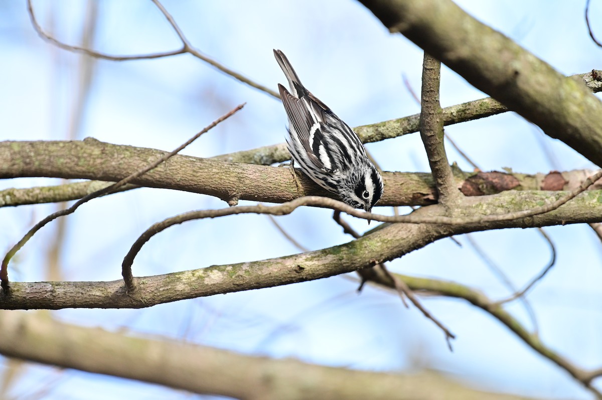 Black-and-white Warbler - ML332494131