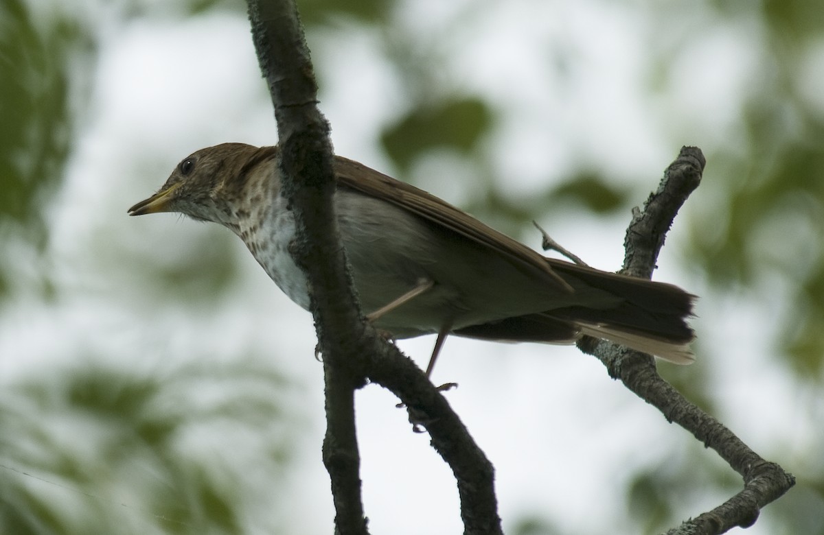 Veery - ML332494411