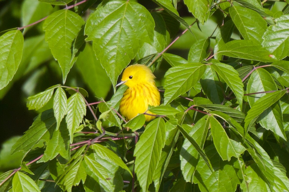 Yellow Warbler - Jin Bai
