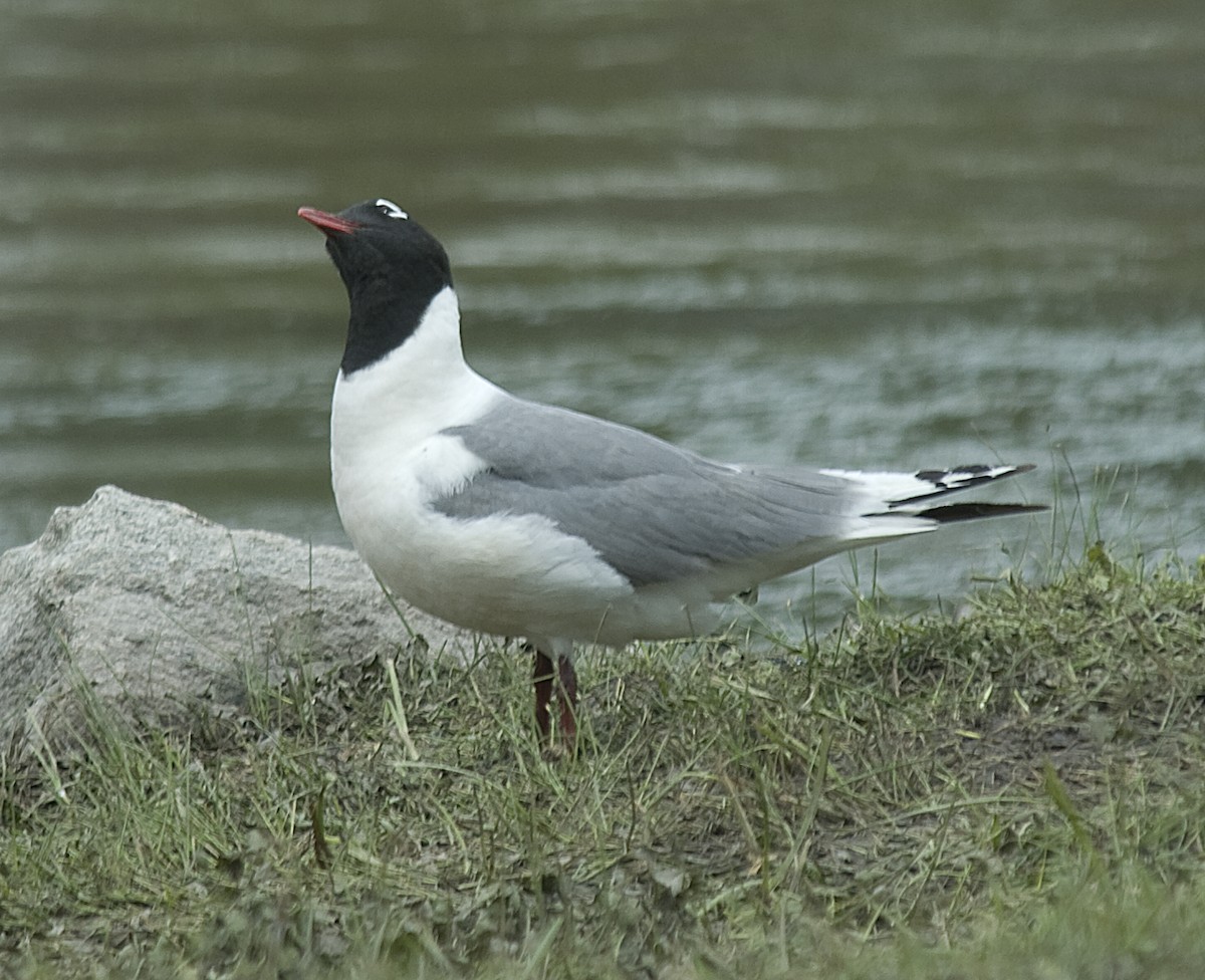 Franklin's Gull - ML332497451