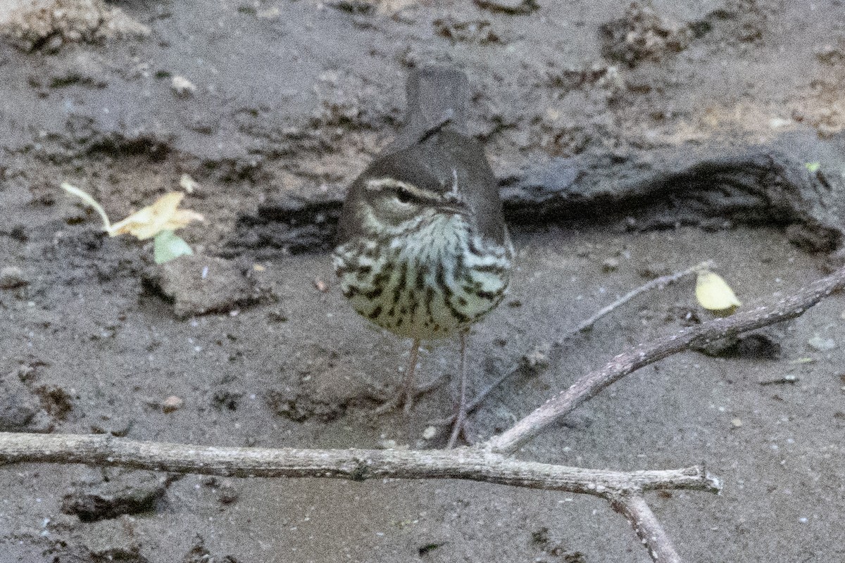 Northern Waterthrush - ML332497521