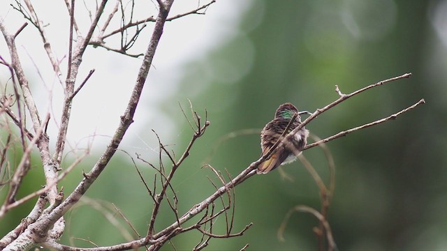 gyllenhalekolibri - ML332497611