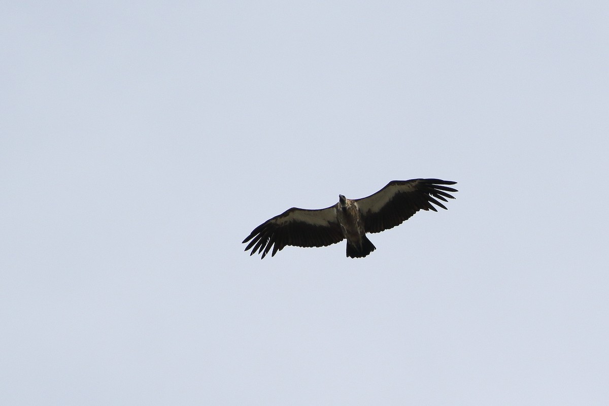 White-backed Vulture - ML332497761