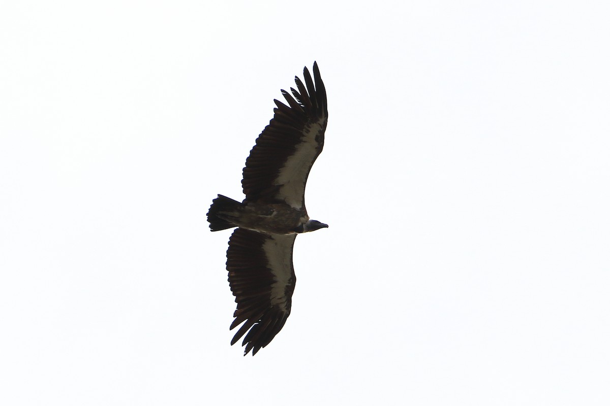 White-backed Vulture - ML332497771