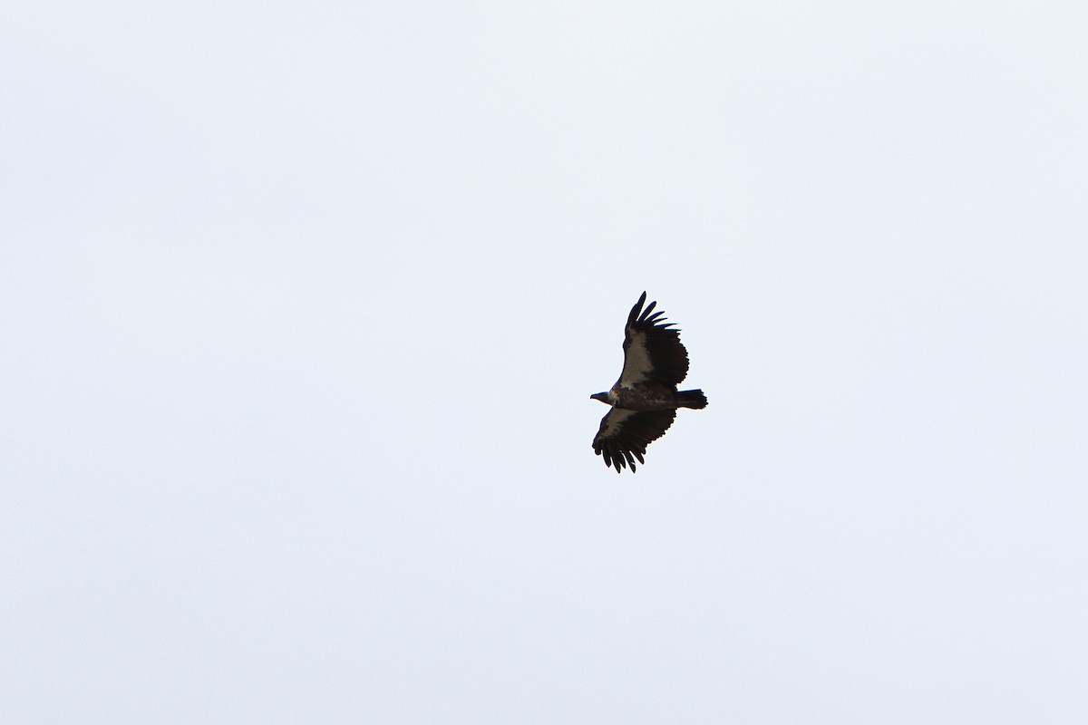 White-backed Vulture - ML332497791