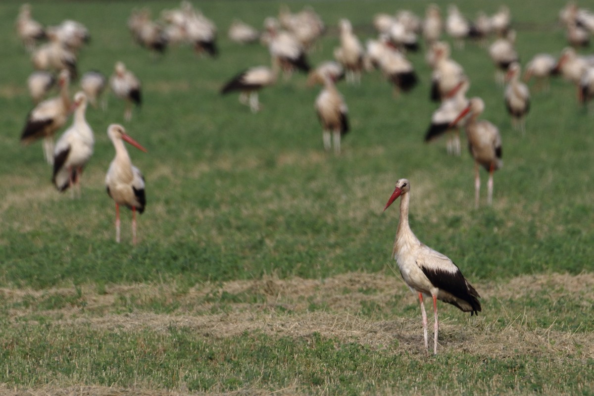 White Stork - ML332499051