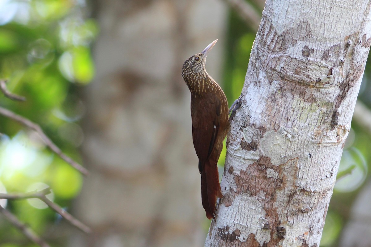 Zimmer's Woodcreeper - Oscar Johnson