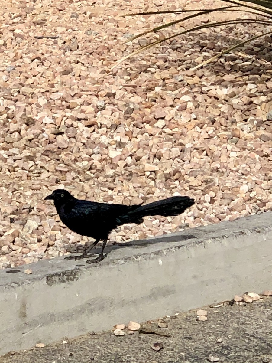 Great-tailed Grackle - Diana Piep