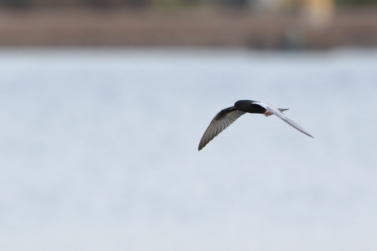 White-winged Tern - Ohad Sherer