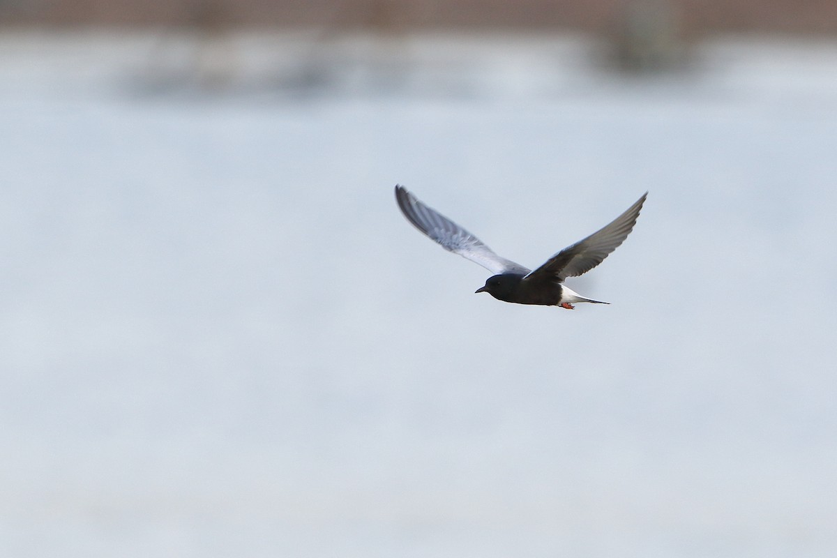 White-winged Tern - Ohad Sherer