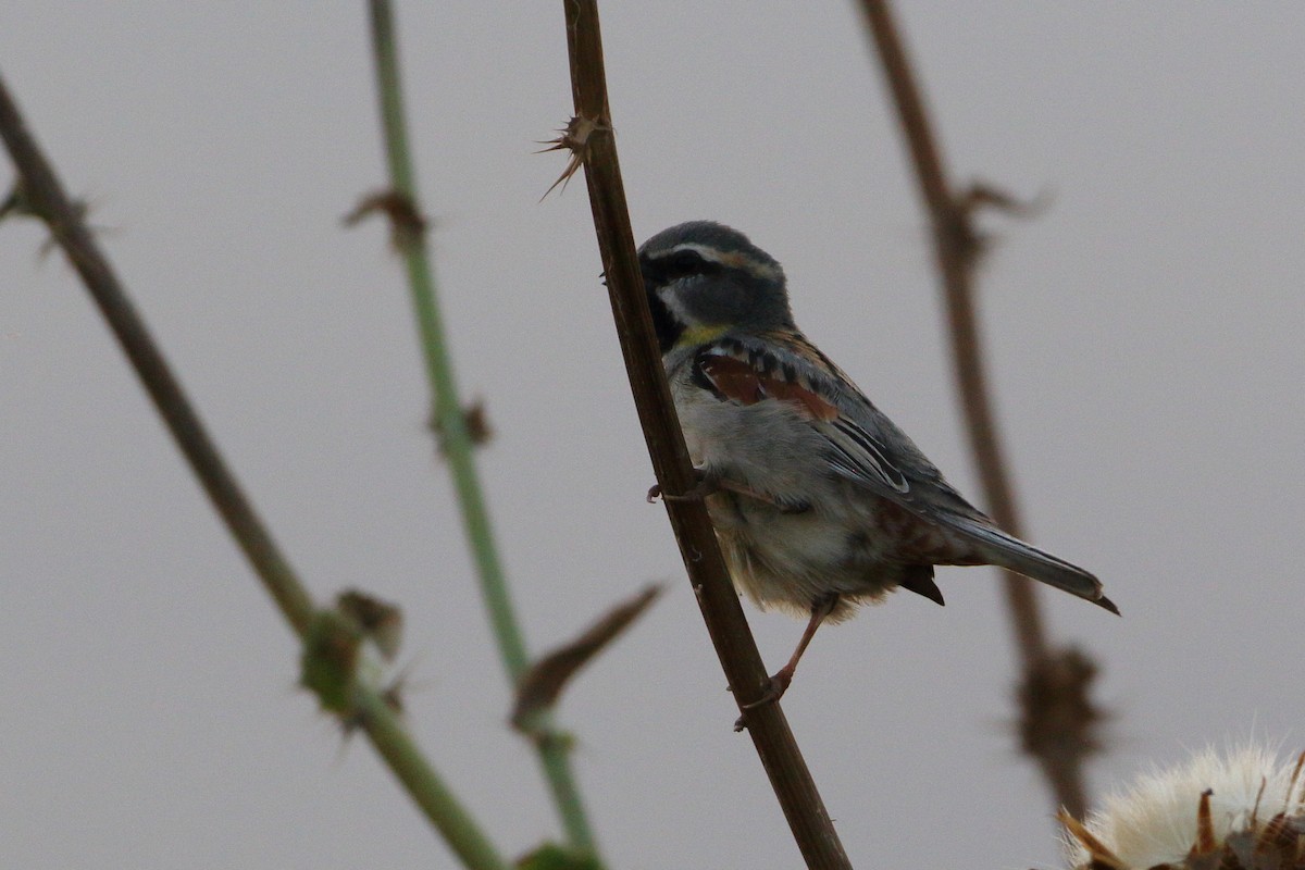 Dead Sea Sparrow (Dead Sea) - Ohad Sherer