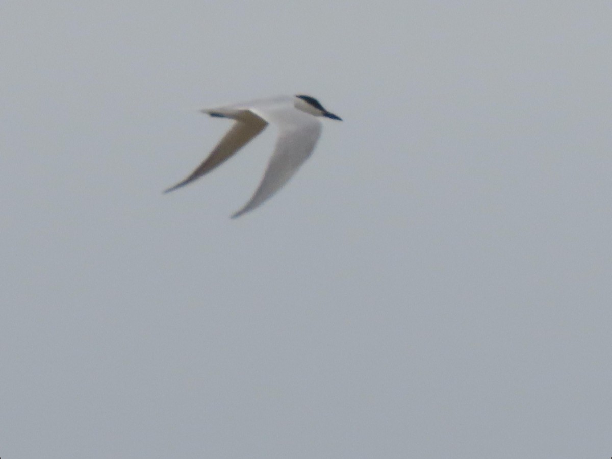 Gull-billed Tern - ML332501151