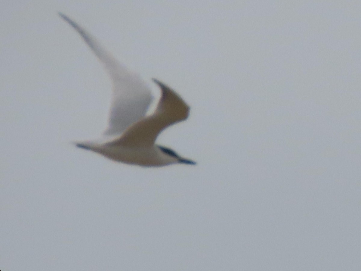 Gull-billed Tern - ML332501161