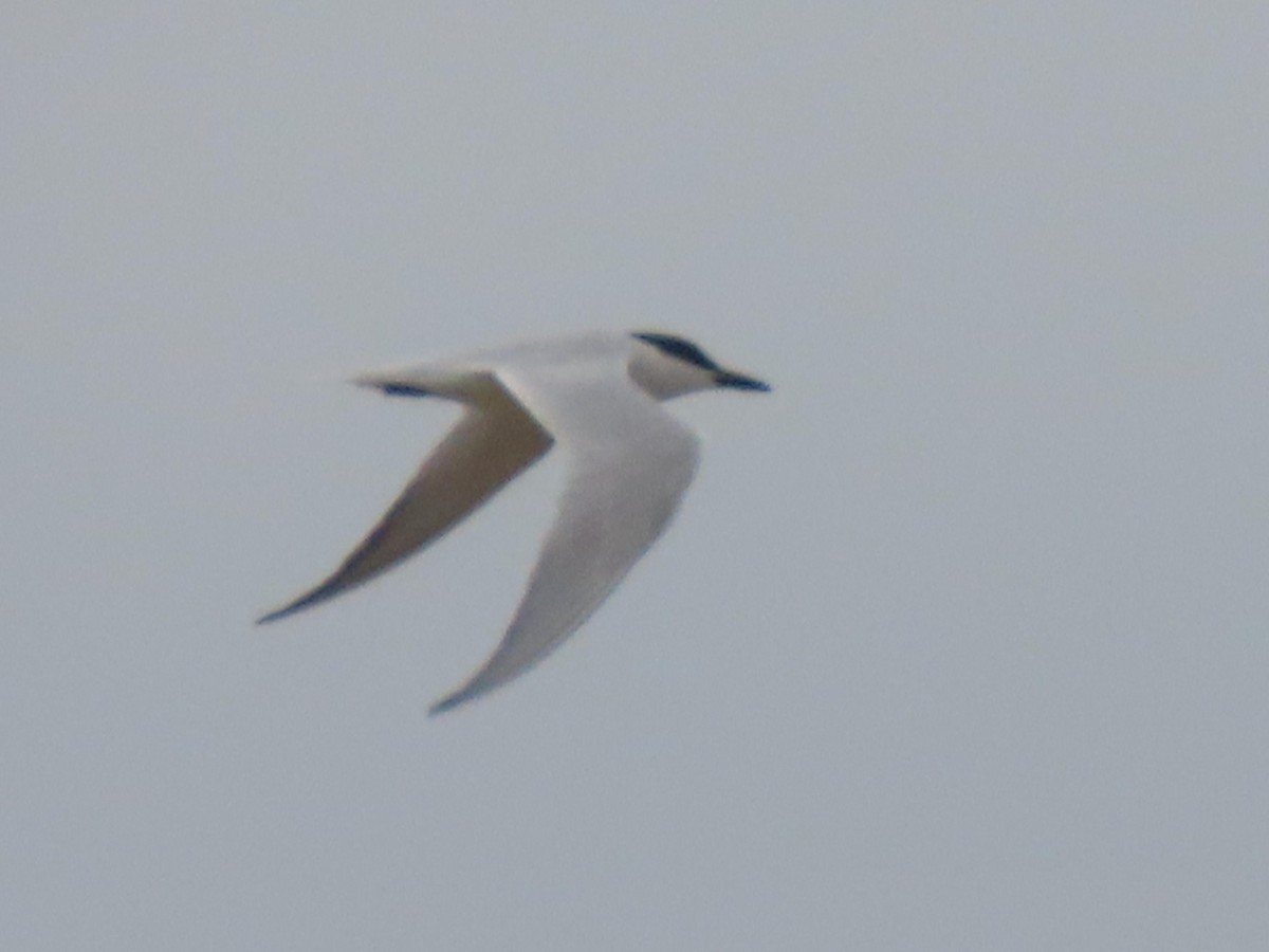 Gull-billed Tern - ML332501191