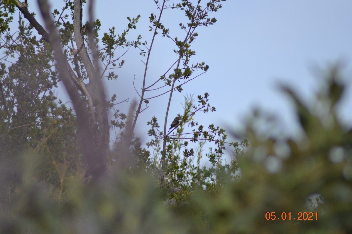 Western Wood-Pewee - ML332501271