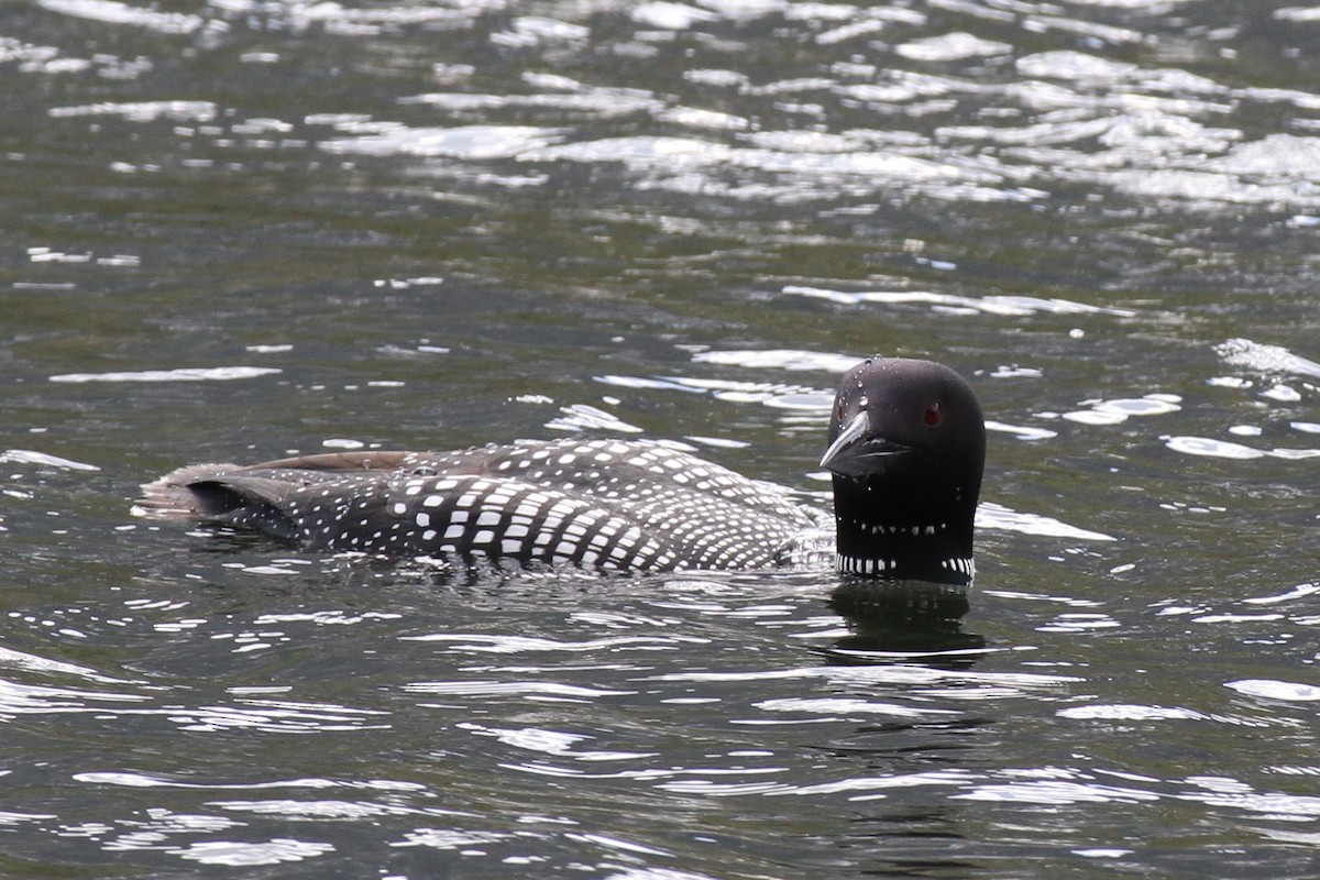 Common Loon - Stephen B. Brown