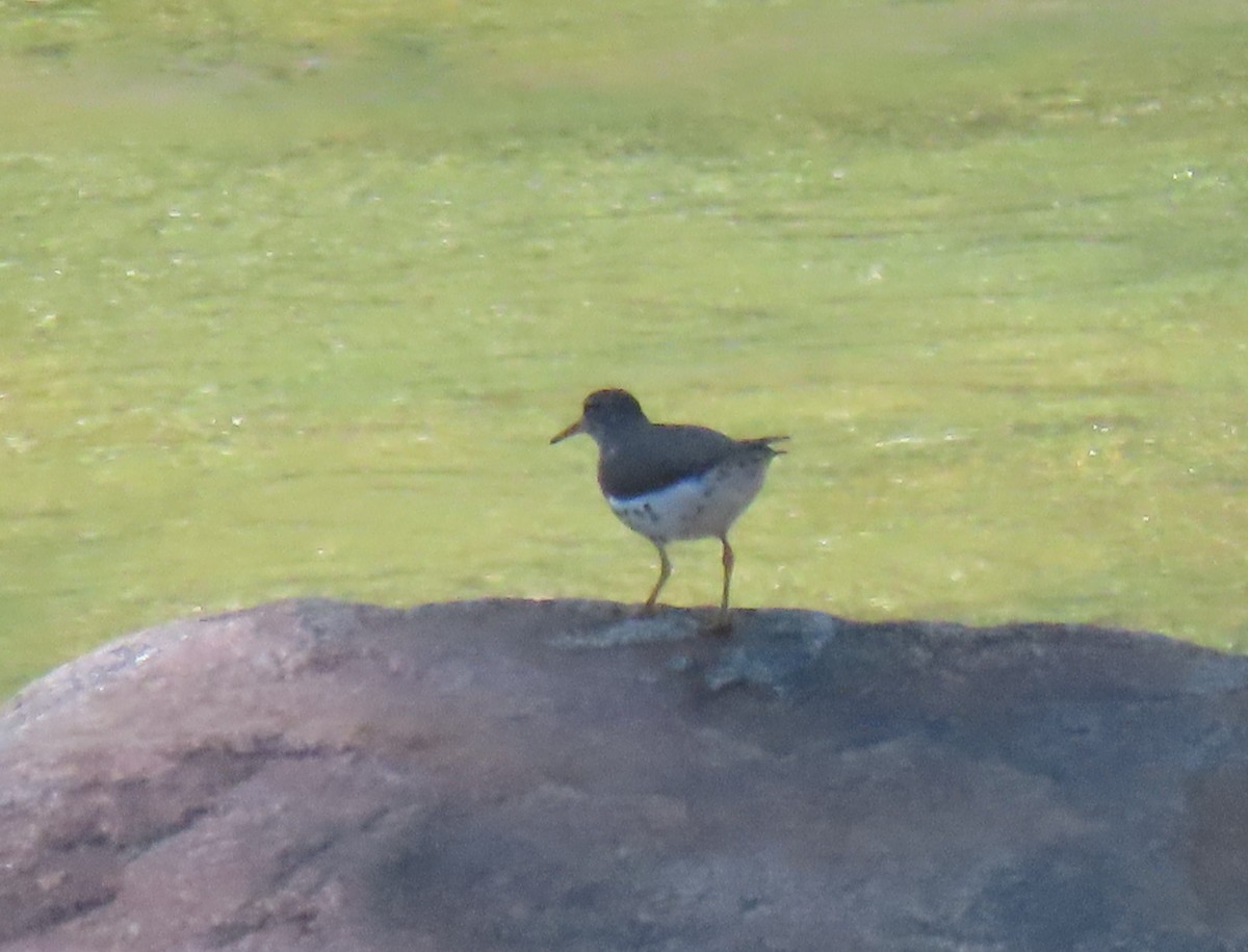 Spotted Sandpiper - ML332503061