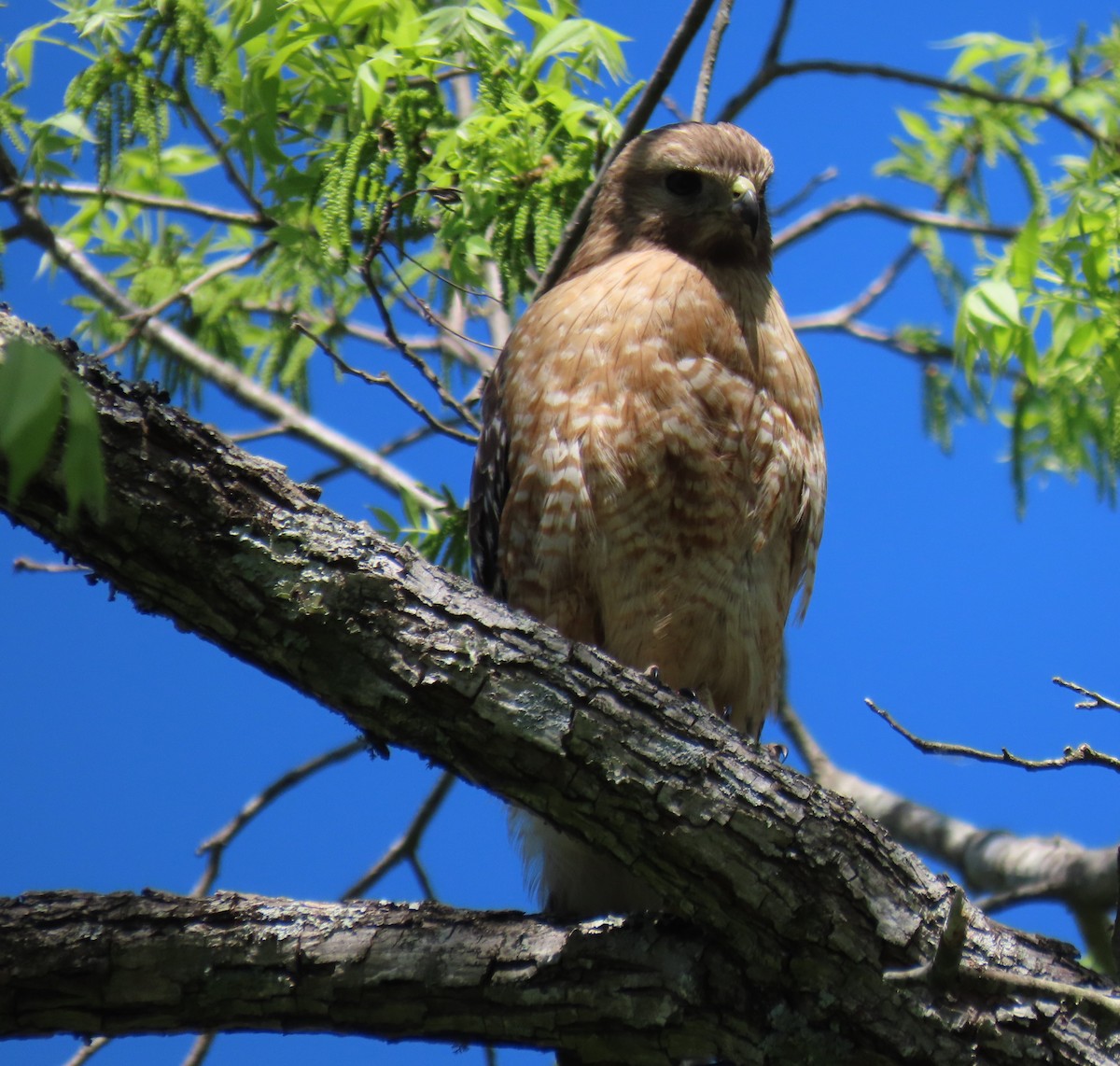Red-shouldered Hawk - ML332503151