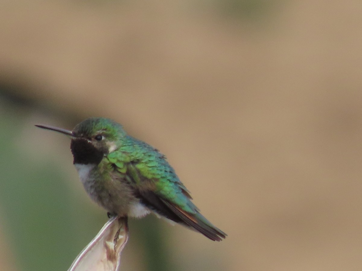 Geniş Kuyruklu Kolibri - ML332503161