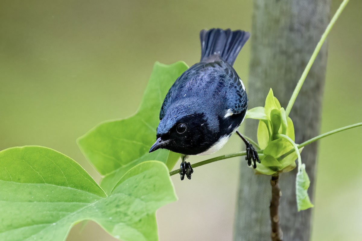 Paruline bleue - ML332503691