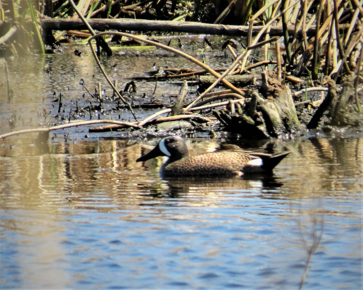 Blue-winged Teal - ML332504711