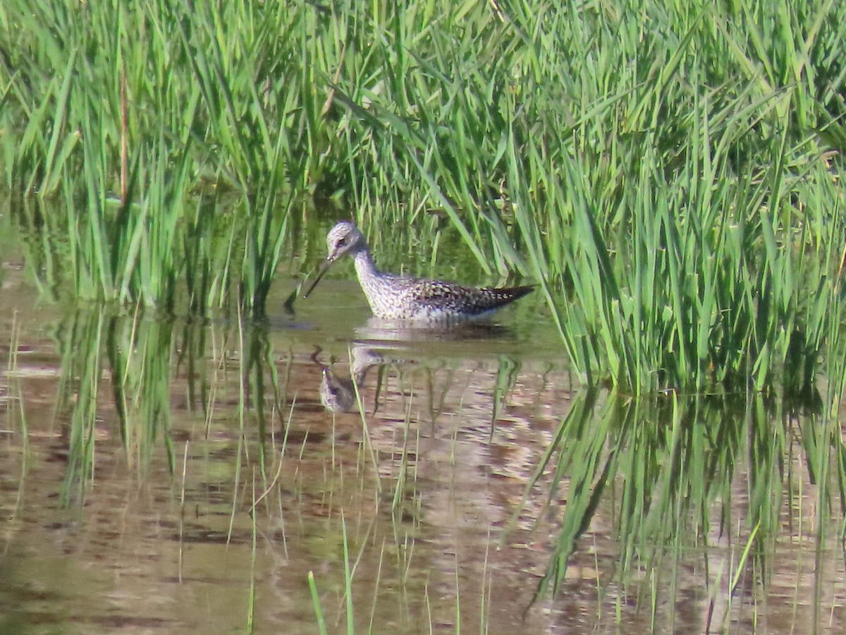 Greater Yellowlegs - ML332505001