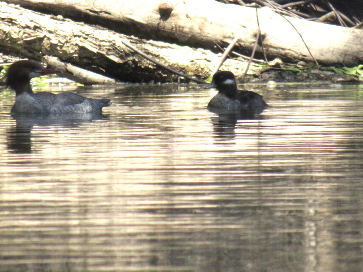 Bufflehead - ML332507941