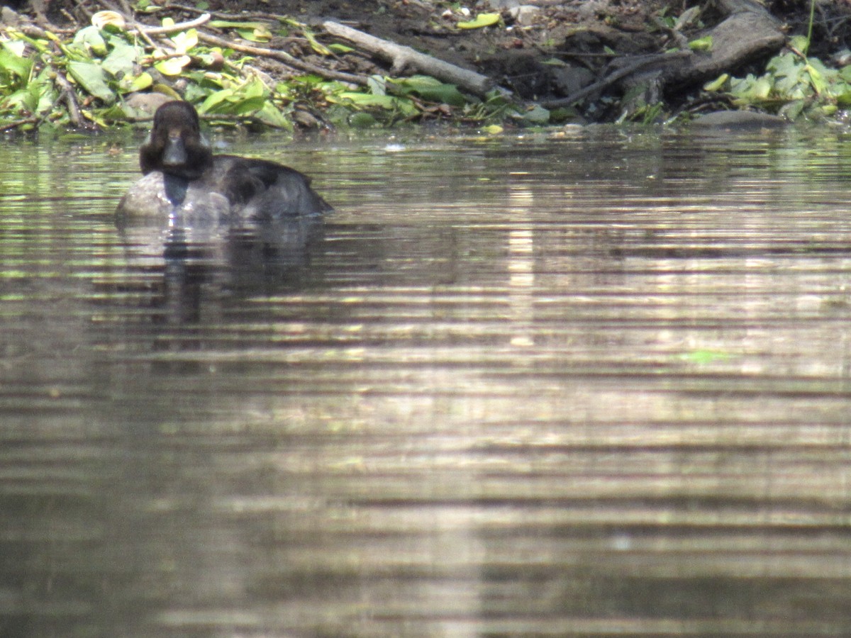 Bufflehead - ML332508171