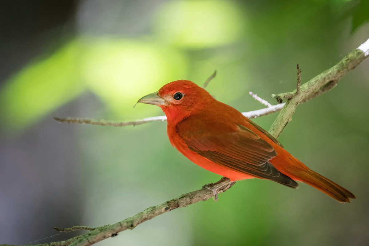Summer Tanager - N KC