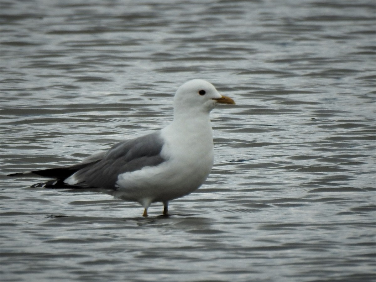 Short-billed Gull - ML332512541