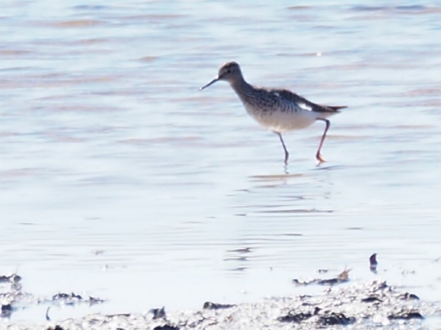 Lesser Yellowlegs - ML332515561