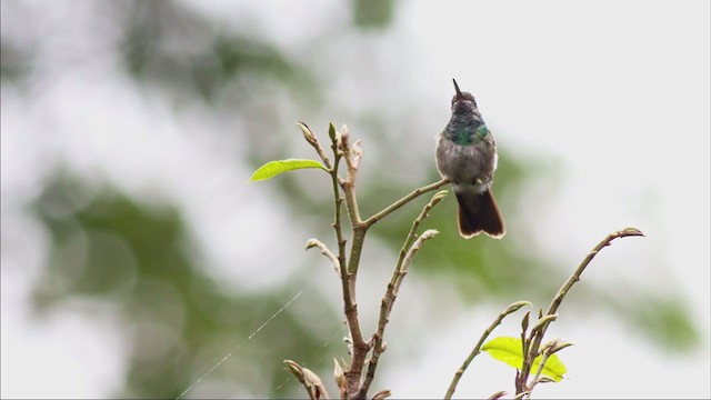 Golden-tailed Sapphire - ML332517771