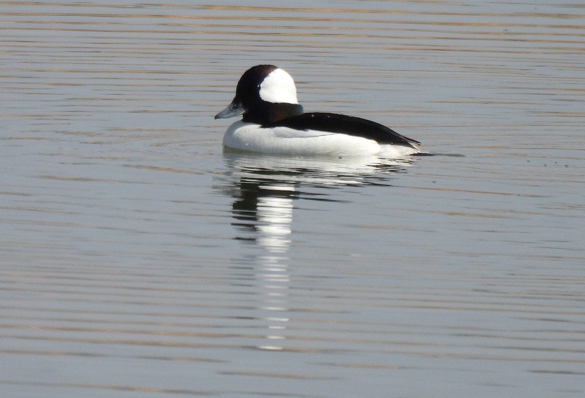 Bufflehead - Marlene Waldron