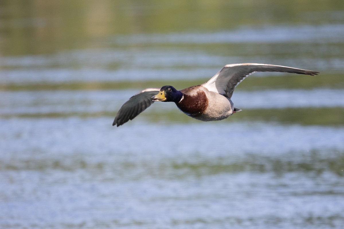 Mallard - Tiffany Blasingame