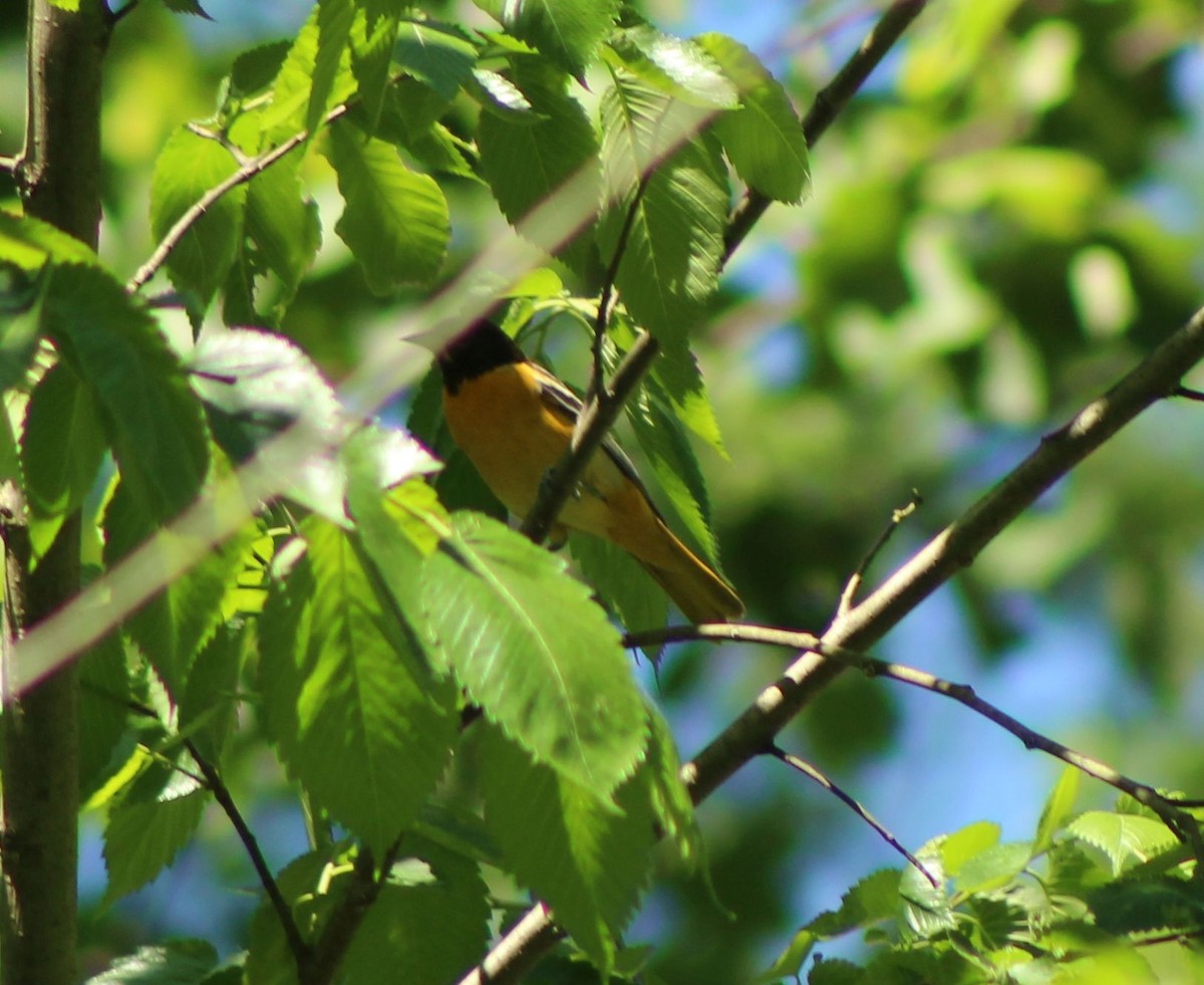 Baltimore Oriole - ML332522601