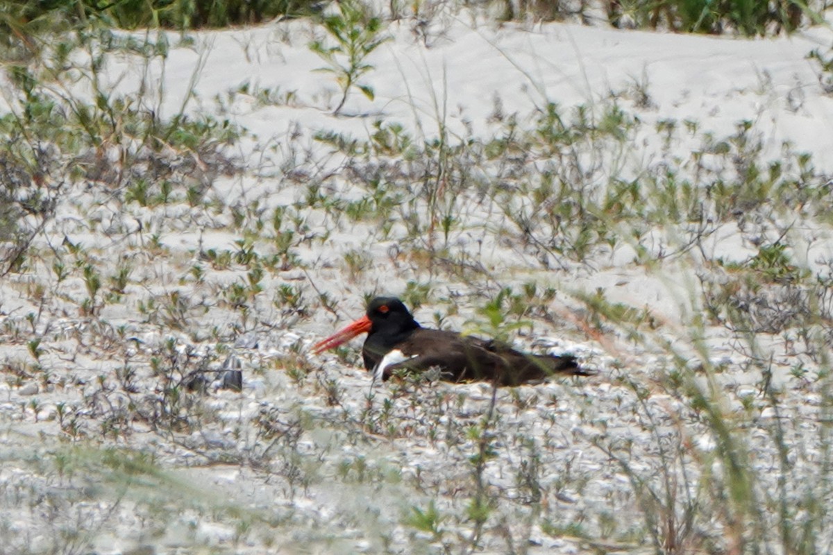 American Oystercatcher - ML332523501