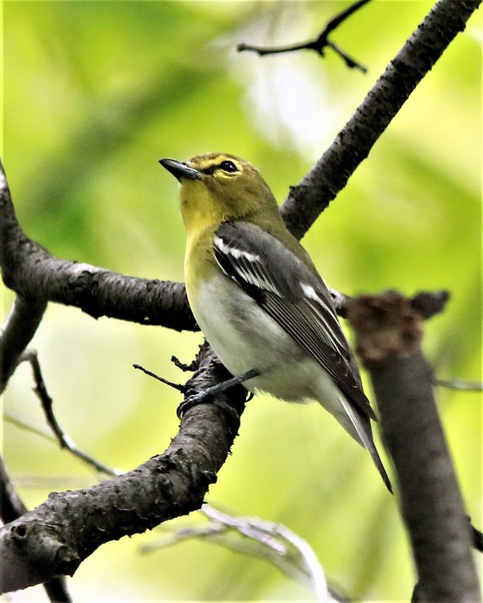 Yellow-throated Vireo - ML332524931