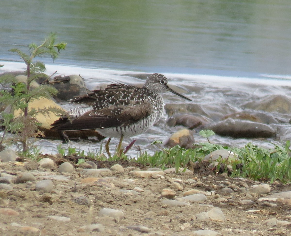 Greater Yellowlegs - ML332525091