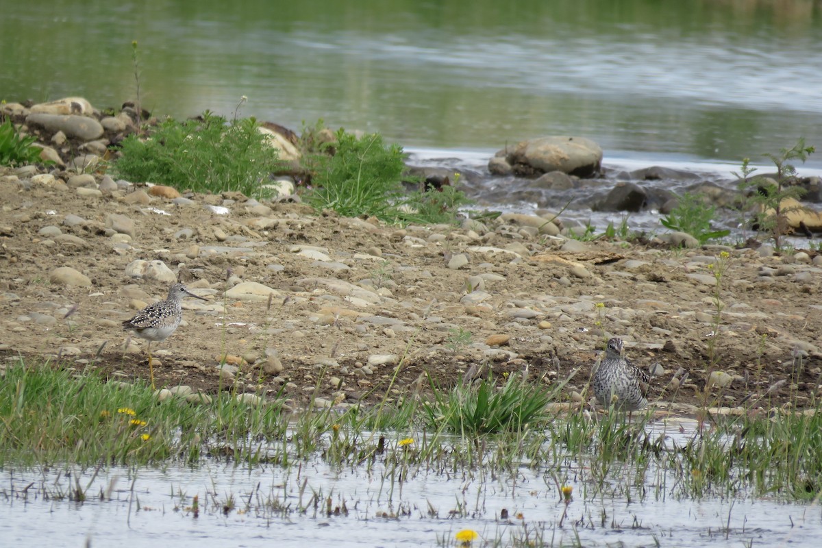 Greater Yellowlegs - ML332525601