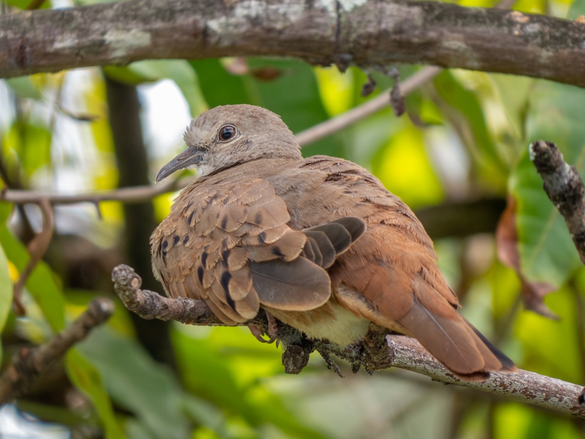 Ruddy Ground Dove - Tamesh Heeralall