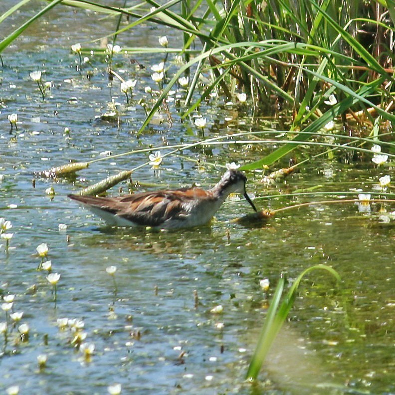 Wilson's Phalarope - ML332527521