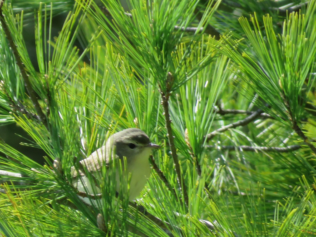 Warbling Vireo - ML332529291