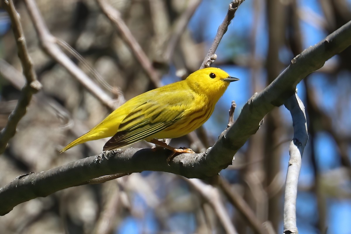 Paruline jaune (groupe aestiva) - ML332532101