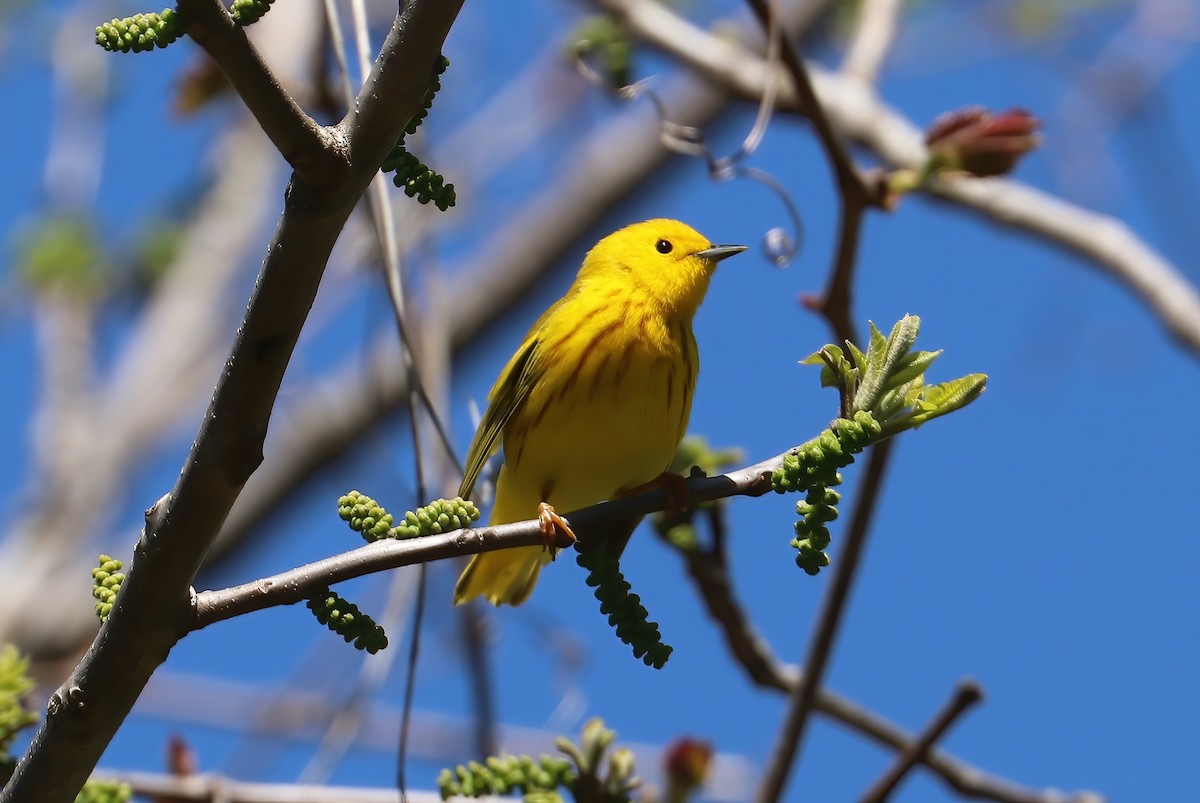 Paruline jaune (groupe aestiva) - ML332532131